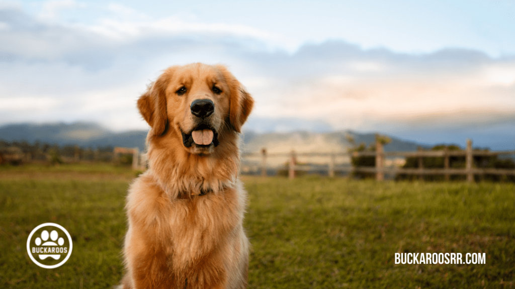 Top 10 buckaroos 360 dog breeds 2 TOP 10 BUCKAROOS 360 DOG BREEDS