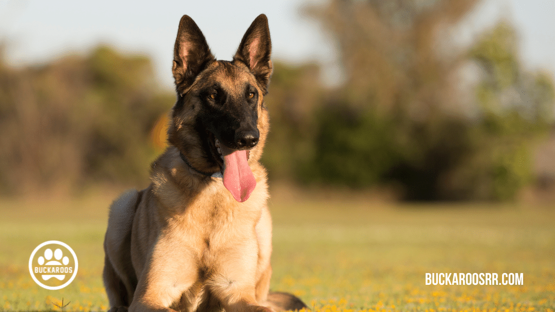 Top 10 buckaroos 360 dog breeds 3 TOP 10 BUCKAROOS 360 DOG BREEDS
