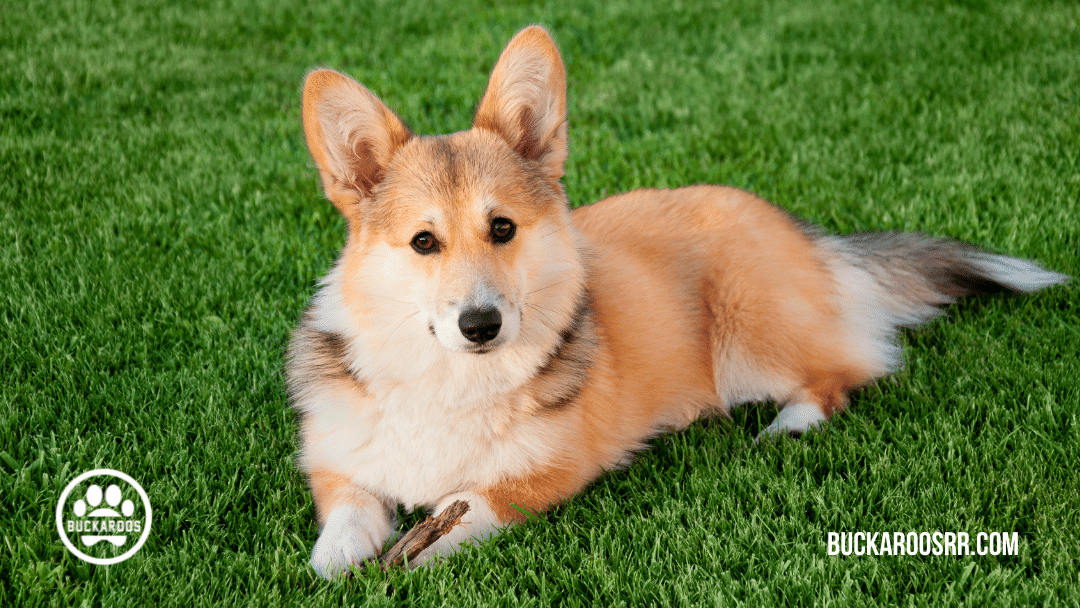 Top 10 buckaroos 360 dog breeds 6 dog breeds