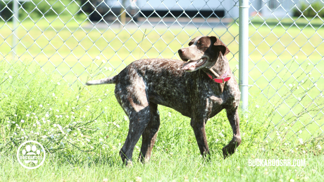 Top 10 buckaroos 360 dog breeds 8 dog breeds