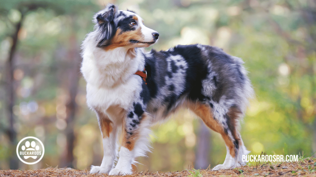 Top 10 buckaroos 360 dog breeds 9 Buckaroos 360