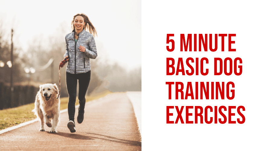 5-MINUTE-BASIC-DOG-TRAINING-EXERCISES