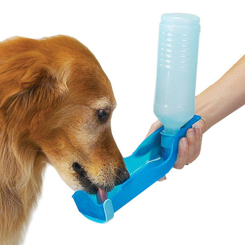 dog drinking cup