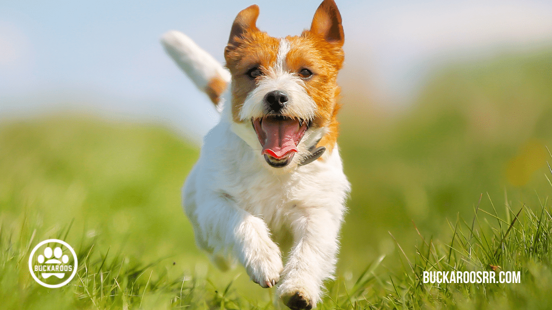 top 5 holiday pet safety tips 5 top 5 holiday pet safety tips