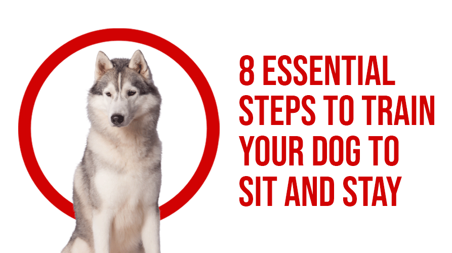 8 ESSENTIAL STEPS TO TRAIN YOUR DOG TO SIT AND STAY