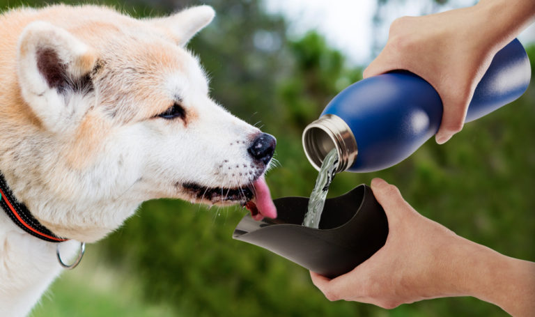 fromm dog food 34 MDG03-25-Blue-With-Dog.jpg