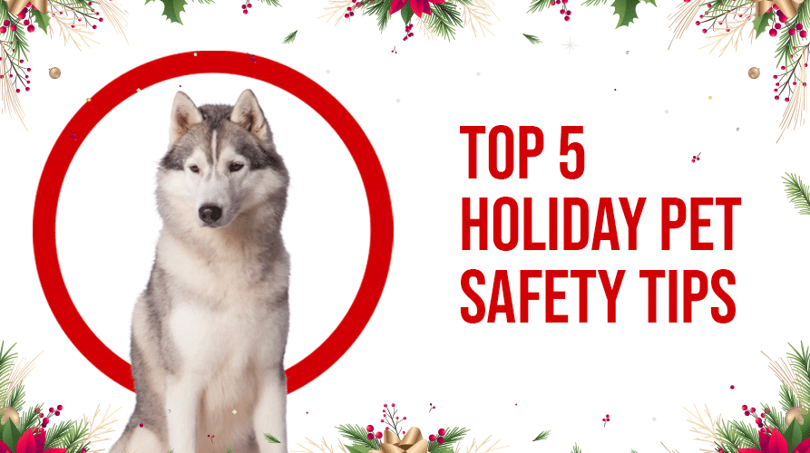 TOP 5 HOLIDAY PET SAFETY TIPS