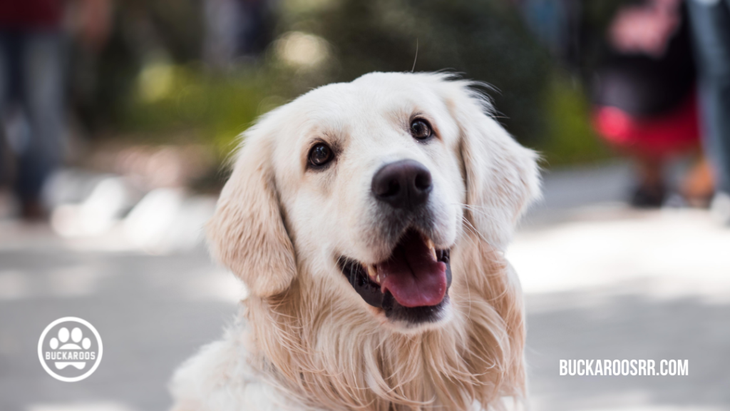 360 dog holidays, ways to celebrate with your dog 1 January Dog Holidays