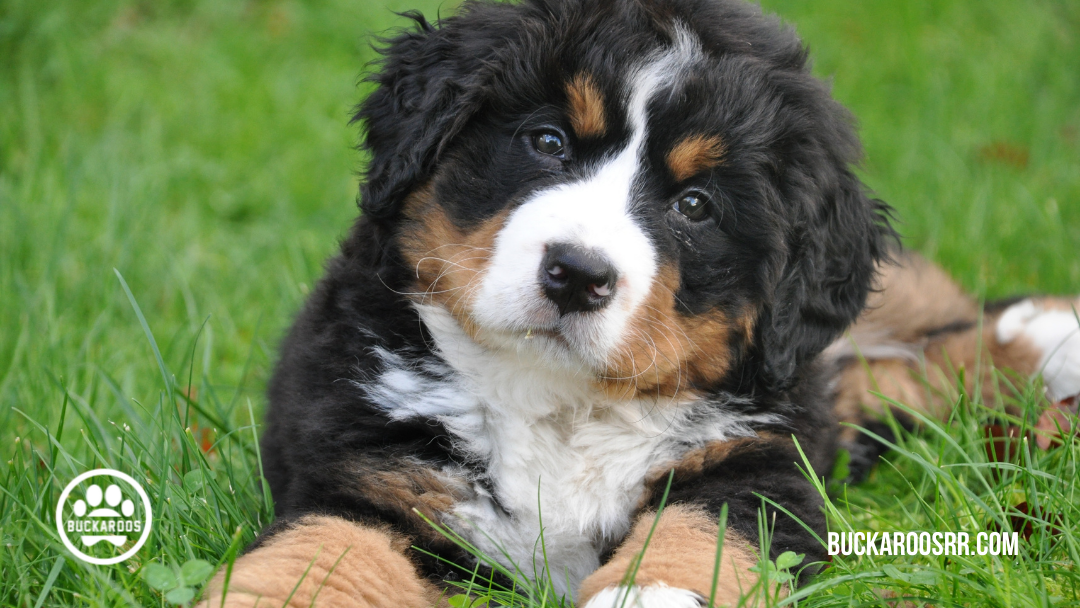 360 dog holidays, ways to celebrate with your dog 2 February Dog Holidays