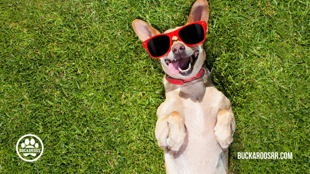 360 dog holidays, ways to celebrate with your dog 4 April Dog Holidays