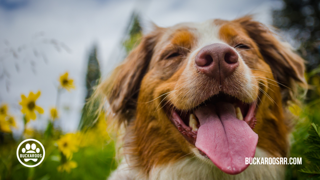360 dog holidays, ways to celebrate with your dog 5 May dog holidays