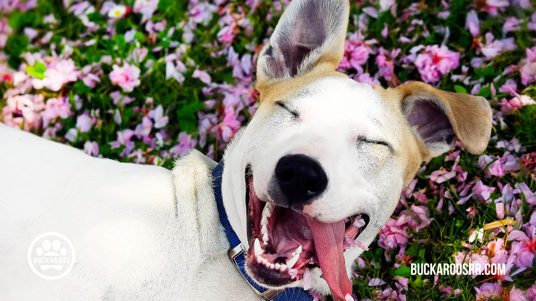 360 dog holidays, ways to celebrate with your dog 6 June Dog Holidays