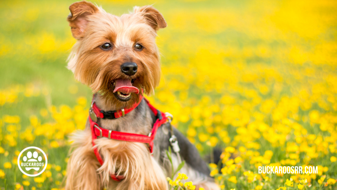 360 dog holidays, ways to celebrate with your dog 10 October dog holidays