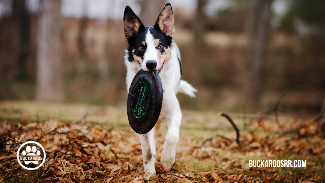 360 dog holidays, ways to celebrate with your dog 11 November Dog Holidays