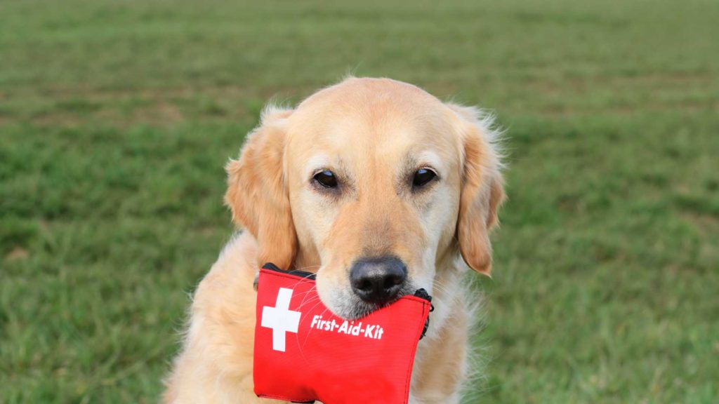 dog training in norman