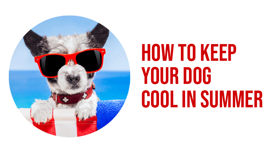 how-to-cool-down-a-dog-During-summer