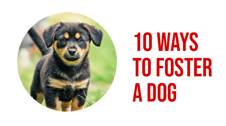 Foster-A-Dog