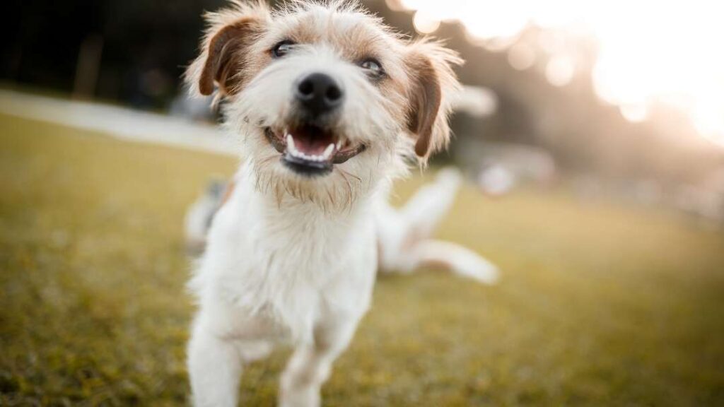 10 Ways To Prevent Losing Your Dog When Disaster Strikes 10 10 Ways To Prevent Losing Your Dog When Disaster Strikes https://buckaroosrr.com/2022/06/25/losing-your-dog-when-disaster-strikes/