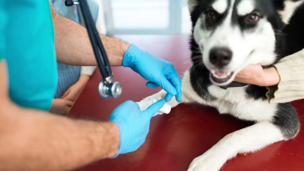 10 Ways To Prevent Losing Your Dog When Disaster Strikes 9 10 Ways To Prevent Losing Your Dog When Disaster Strikes https://buckaroosrr.com/2022/06/25/losing-your-dog-when-disaster-strikes/