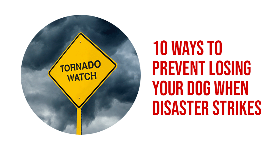 10 Ways To Prevent Losing Your Dog When Disaster Strikes
