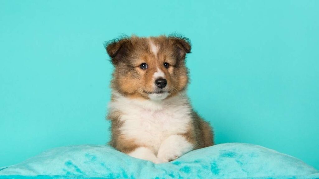 How To Prepare A Home For A Sheltie Dog And Puppy