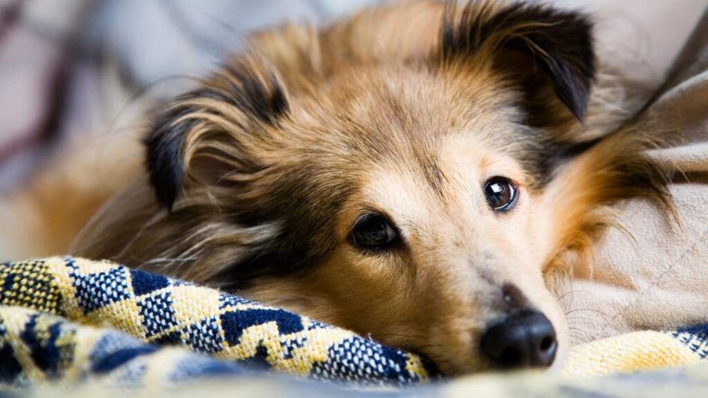 How To Prepare A Home For A Sheltie Dog And Puppy