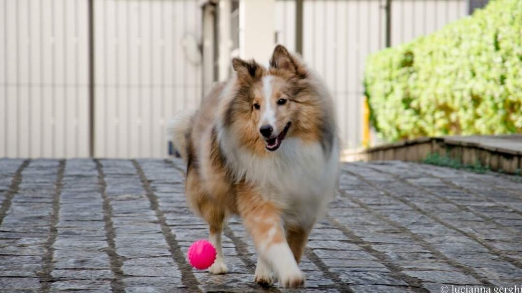 How To Prepare A Home For A Sheltie Dog And Puppy