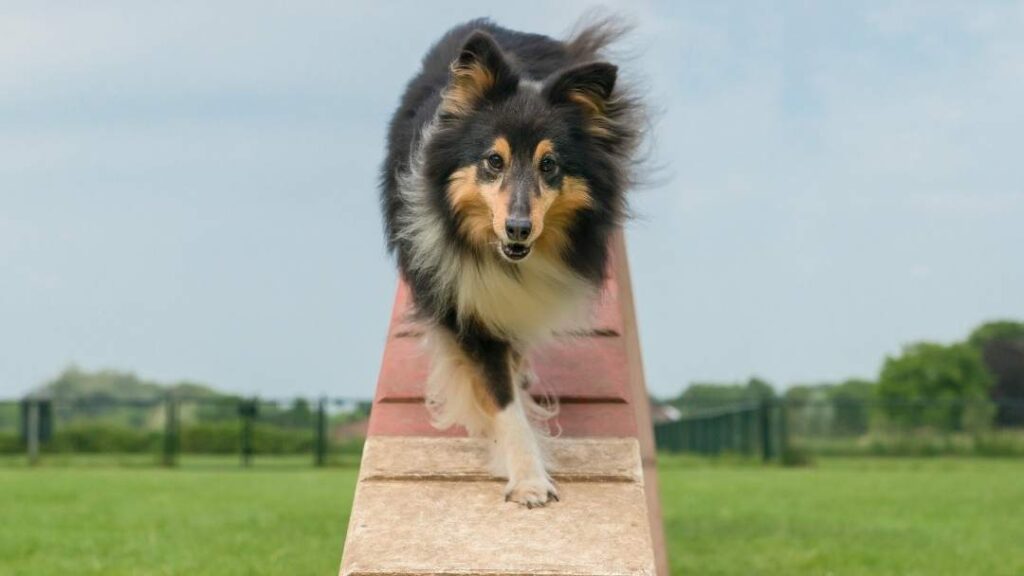 How To Prepare A Home For A Sheltie Dog And Puppy