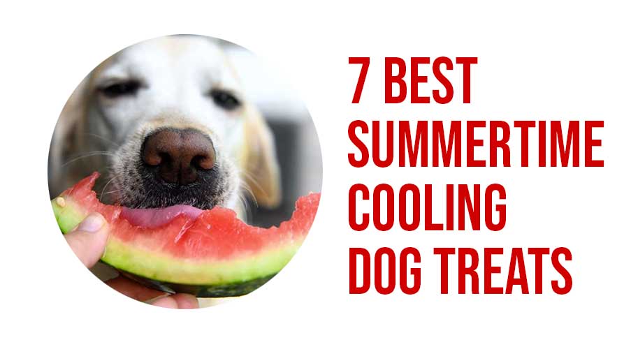 7 Best Summertime Cooling Dog Treats