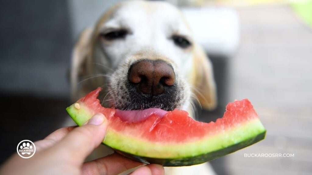 7 Best Summertime Cooling Dog Treats 3 7 Best Summertime Cooling Dog Treats