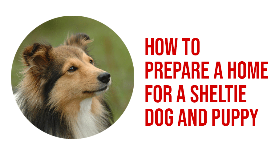 How To Prepare A Home For A Sheltie Dog And Puppy