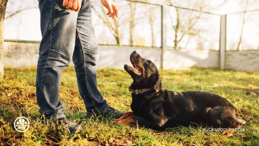 How To take a Dog to The Workplace 6 How To take a Dog to The Workplace https://buckaroosrr.com/2022/06/20/how-to-take-a-dog-to-the-workplace/