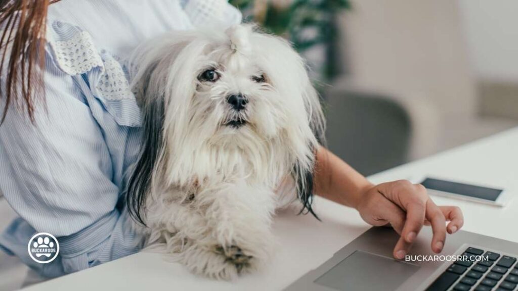 How To take a Dog to The Workplace 7 How To take a Dog to The Workplace https://buckaroosrr.com/2022/06/20/how-to-take-a-dog-to-the-workplace/