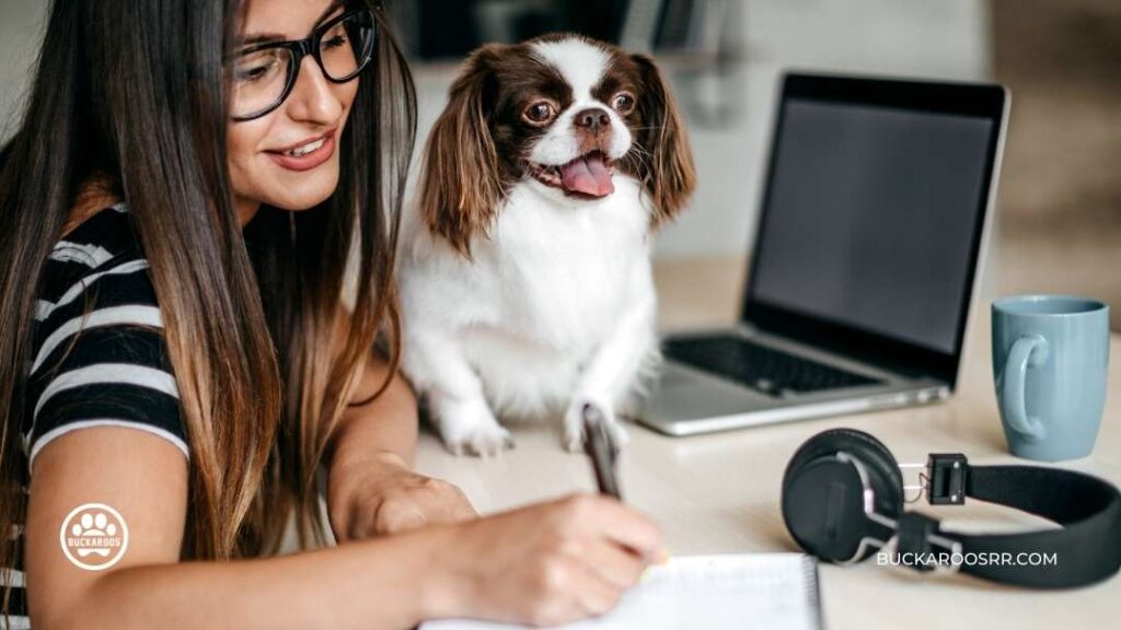 How To take a Dog to The Workplace 8 How To take a Dog to The Workplace https://buckaroosrr.com/2022/06/20/how-to-take-a-dog-to-the-workplace/