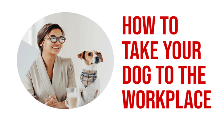 How To take a Dog At The Workplace