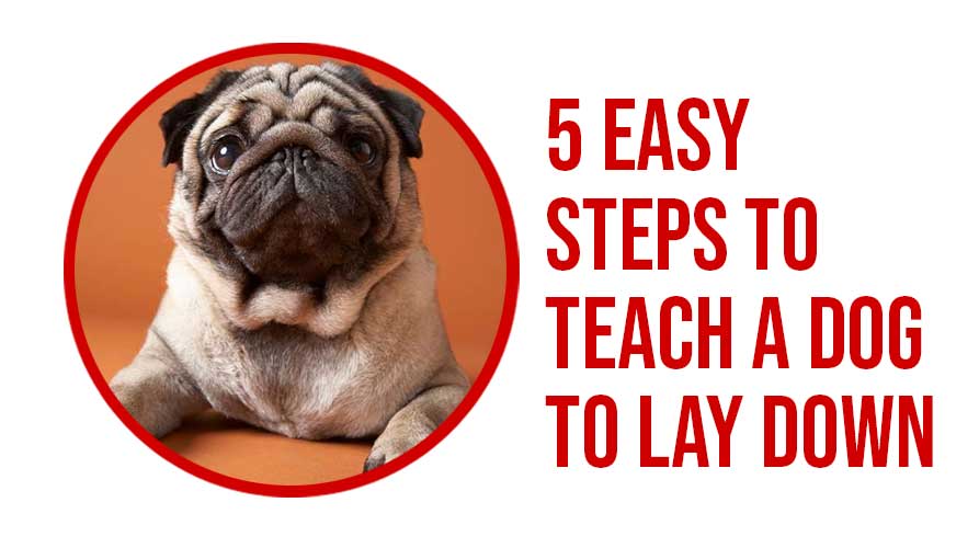 5 Easy Steps to Teach a Dog to Lay Down