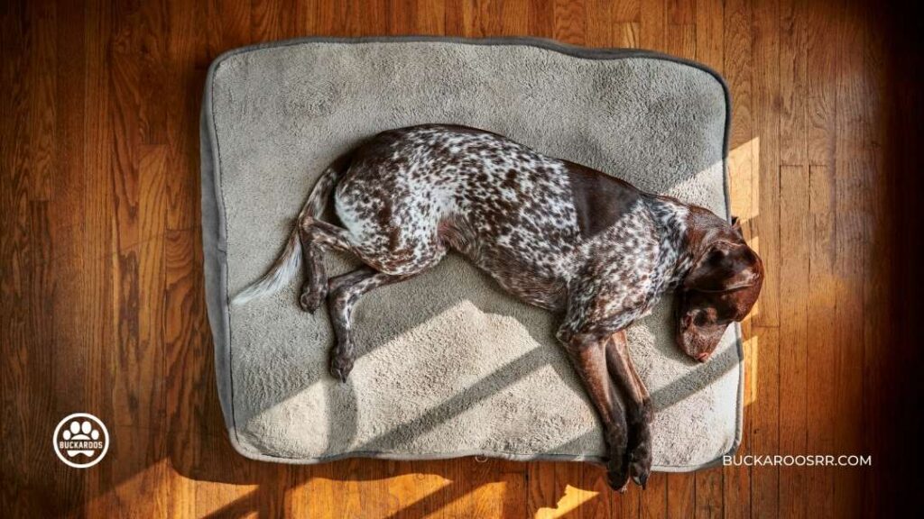 Dealing With The Stages Of Grief Of Losing The Family Dog 6 Dealing With The Stages Of Grief Of Losing The Family Dog