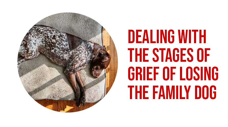 Dealing With The Stages Of Grief Of Losing The Family Dog