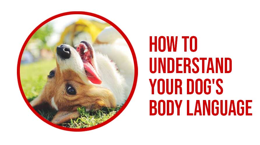 How to understand your dog's body language
