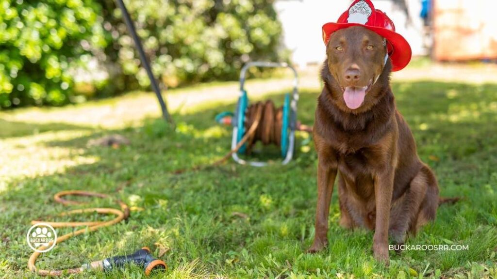 6 Preventive Steps For National Pet Fire Safety Day! 8 Pet Fire Safety