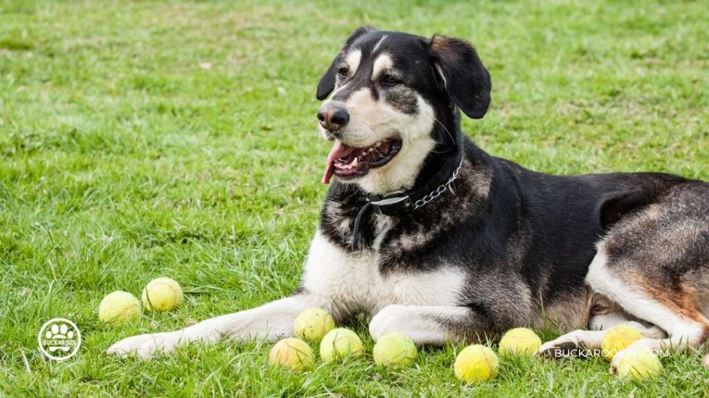 Top 7 Reasons Why Mutt Dogs Are The Best!! 2 Mutt Dogs Are The Best
