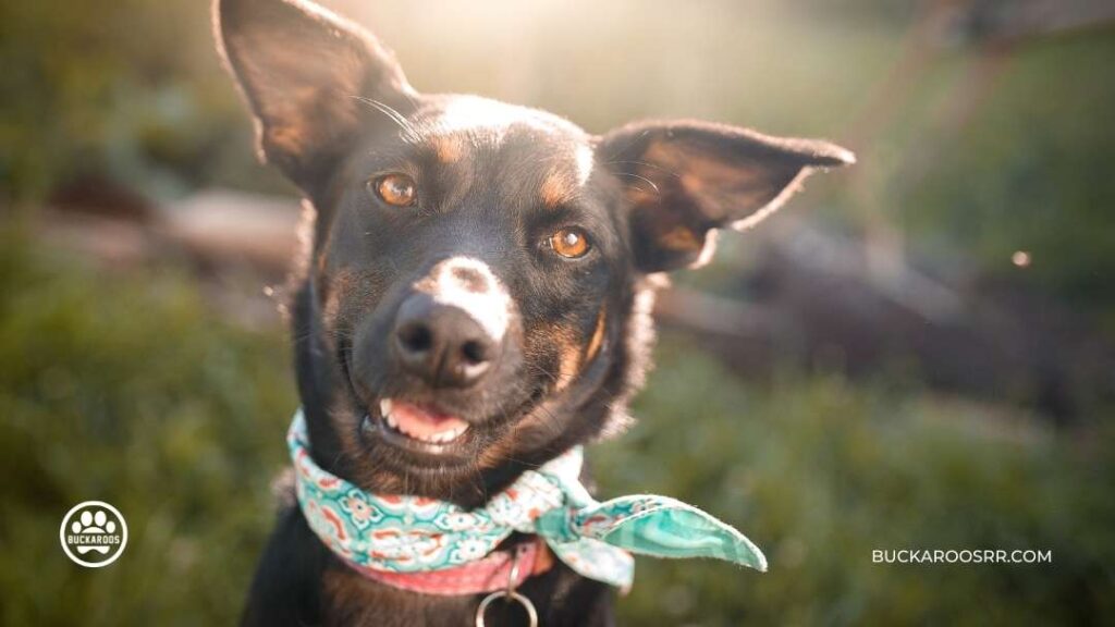 Top 7 Reasons Why Mutt Dogs Are The Best!! 3 Mutt Dogs Are The Best