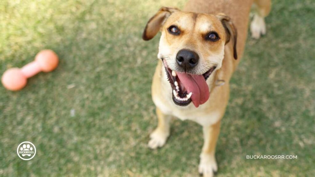 Top 7 Reasons Why Mutt Dogs Are The Best!! 4 Mutt Dogs Are The Best