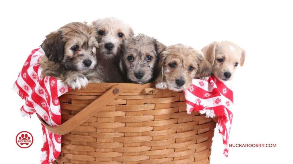 Top 7 Reasons Why Mutt Dogs Are The Best!! 5 Mutt Dogs Are The Best