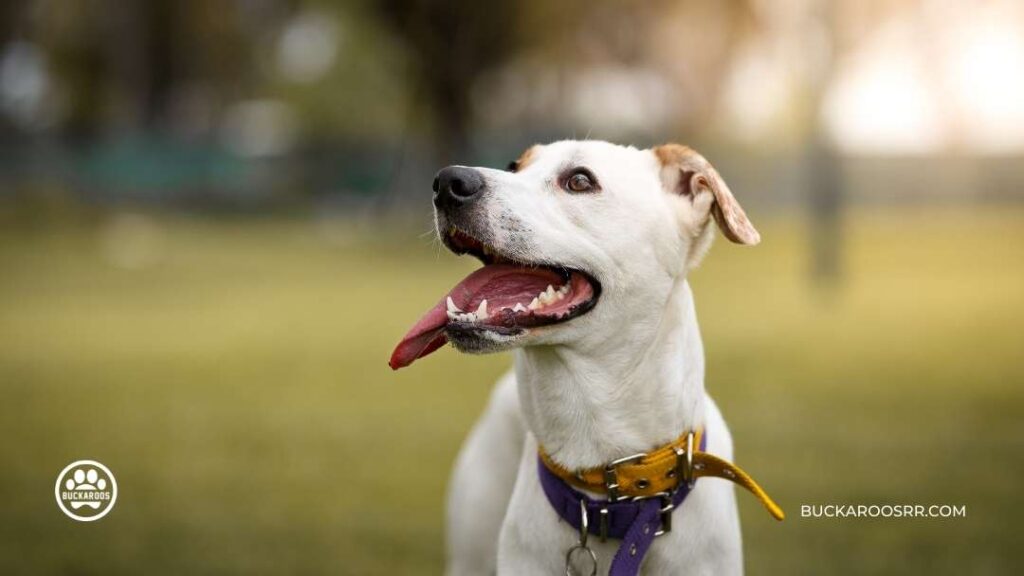 Top 7 Reasons Why Mutt Dogs Are The Best!! 6 Mutt Dogs Are The Best