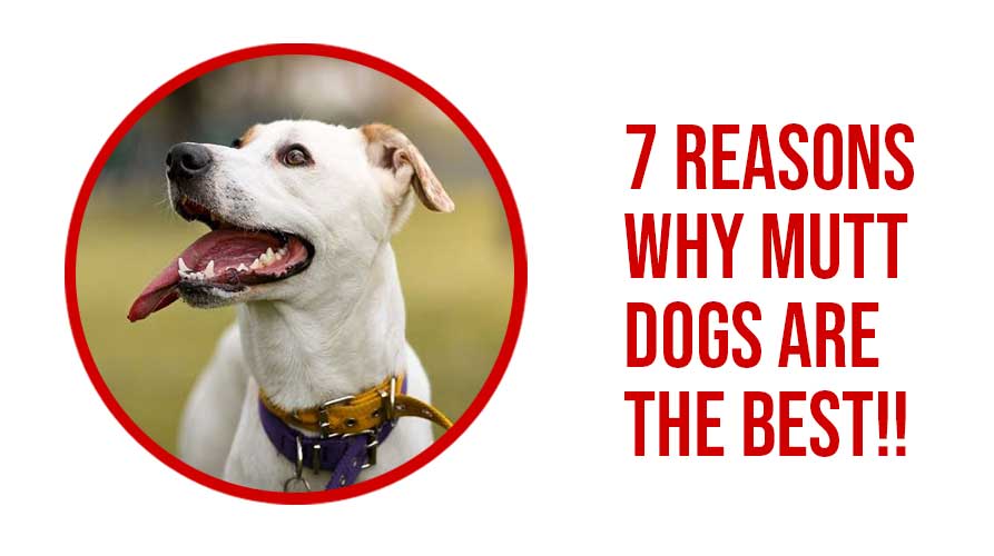 Mutt Dogs Are The Best