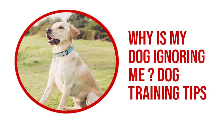 dog-training