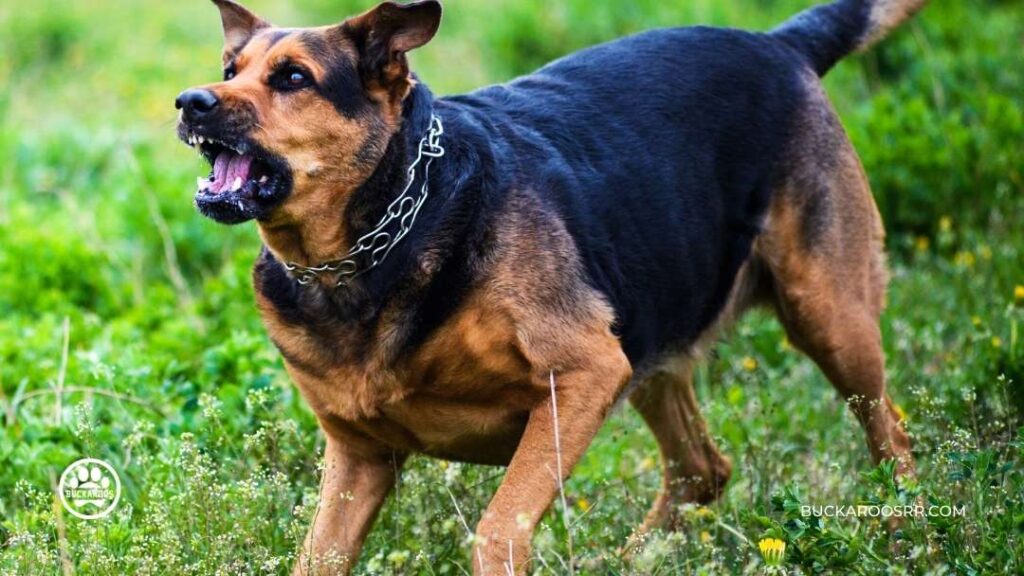 Top 4 triggers for aggression in dogs and How to deal with them 2 triggers for aggression in dogs