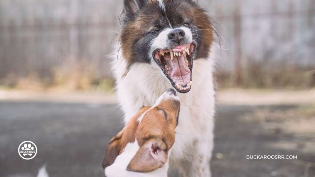 Top 4 triggers for aggression in dogs and How to deal with them 3 triggers for aggression in dogs