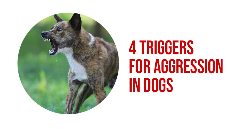 triggers for aggression in dogs